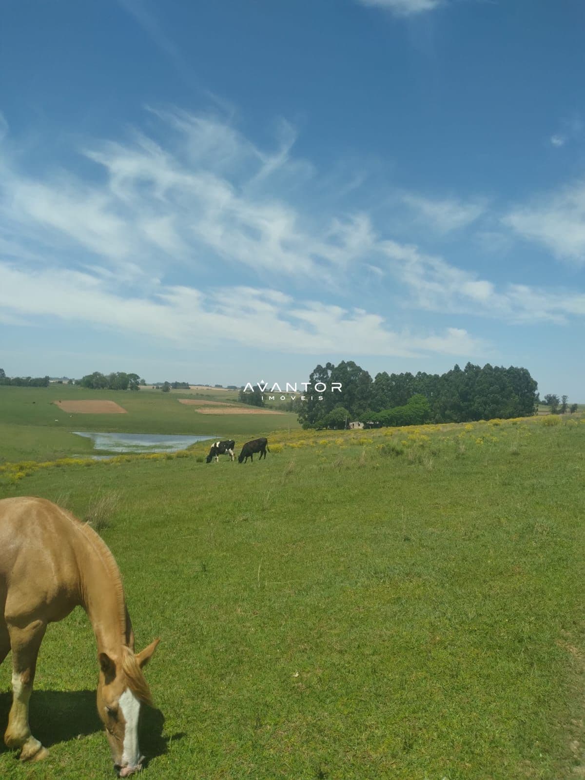Campo à venda em Interior, São Gabriel/RS — foto 3 de 6
