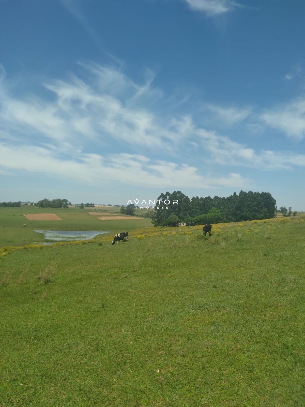 Campo à venda em Interior, São Gabriel/RS — foto 4 de 6