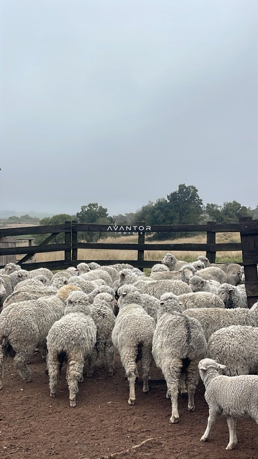 Fazenda com 3 quartos à venda em Zona rural, Santana da Boa Vista/RS