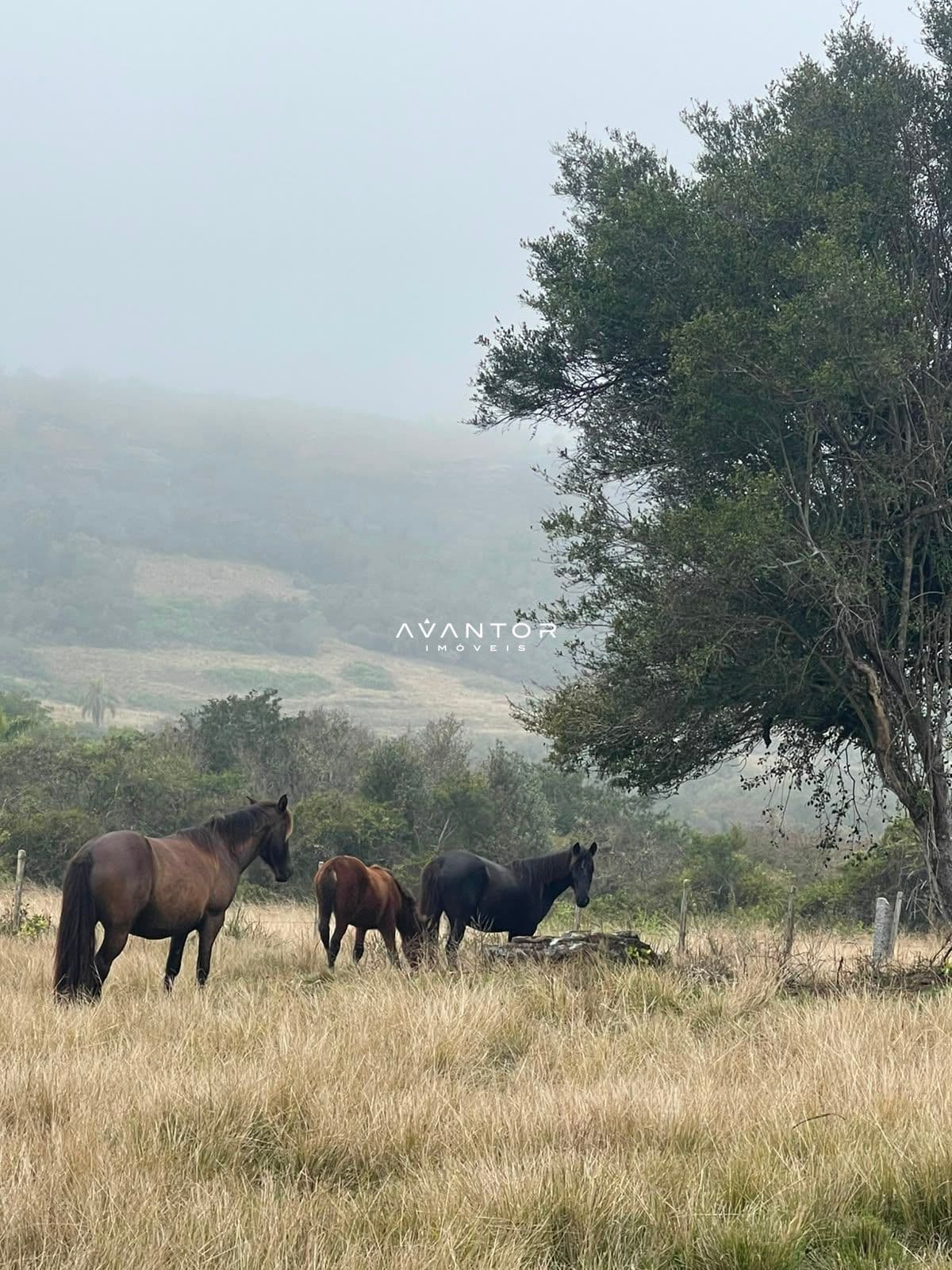 Fazenda com 3 quartos à venda em Zona rural, Santana da Boa Vista/RS — foto 4 de 13