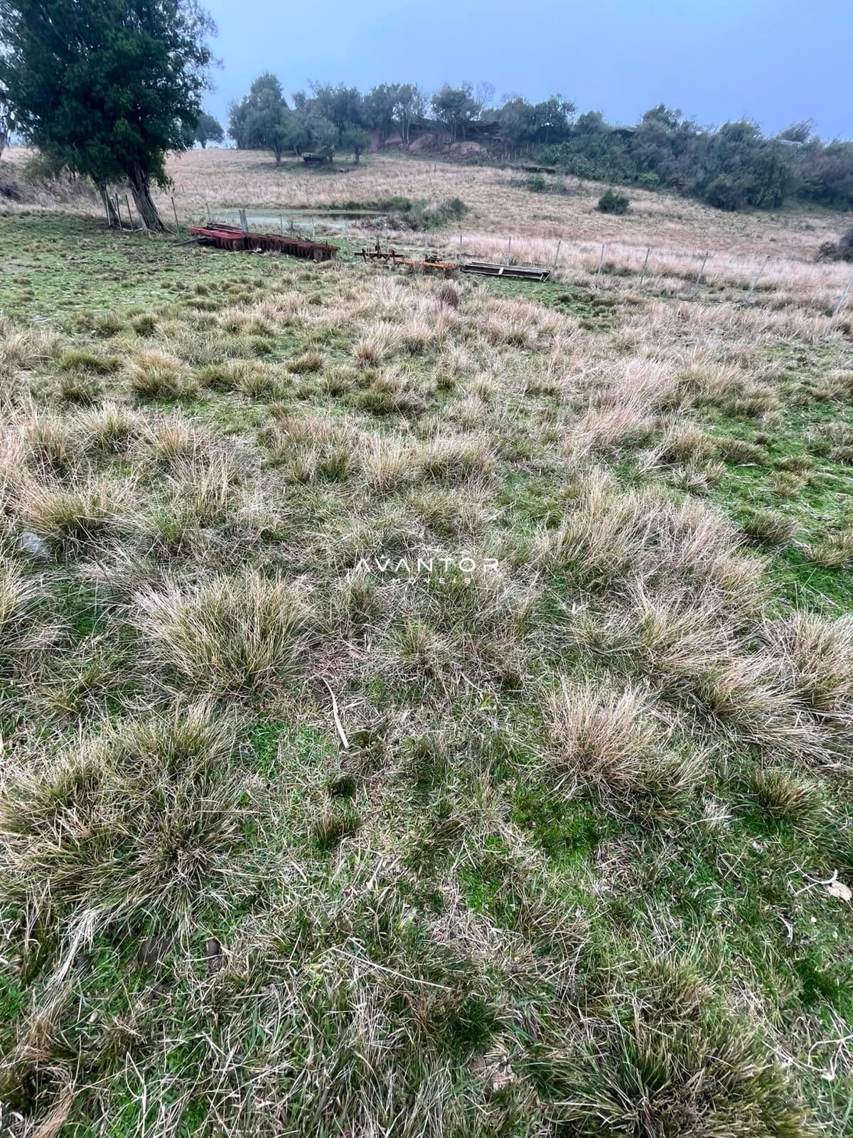 Fazenda com 3 quartos à venda em Zona rural, Santana da Boa Vista/RS — foto 10 de 13