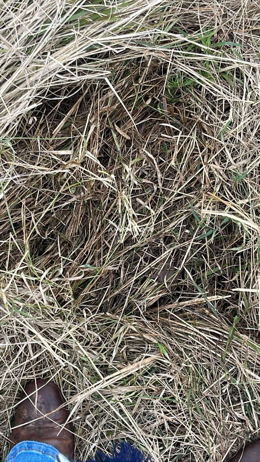 Fazenda com 3 quartos à venda em Zona rural, Santana da Boa Vista/RS — foto 12 de 13