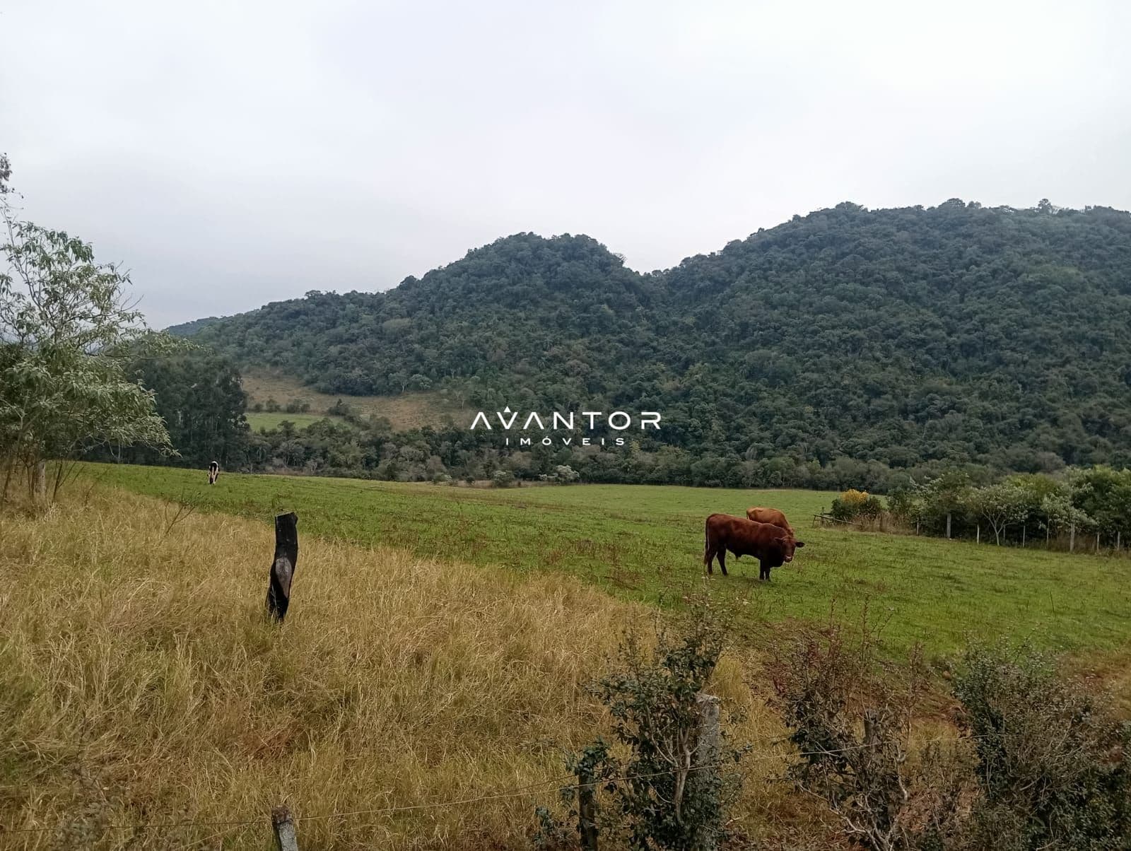 Campo à venda em Zona rural, Toropi/RS — foto 8 de 11
