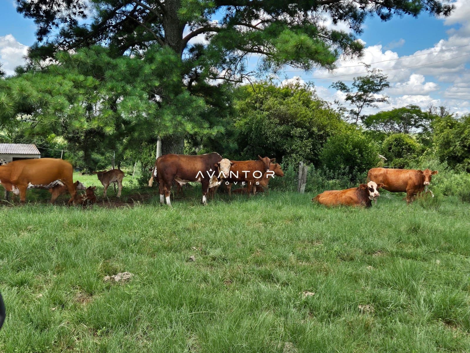 Campo à venda em Balneário Caverá, Alegrete/RS
