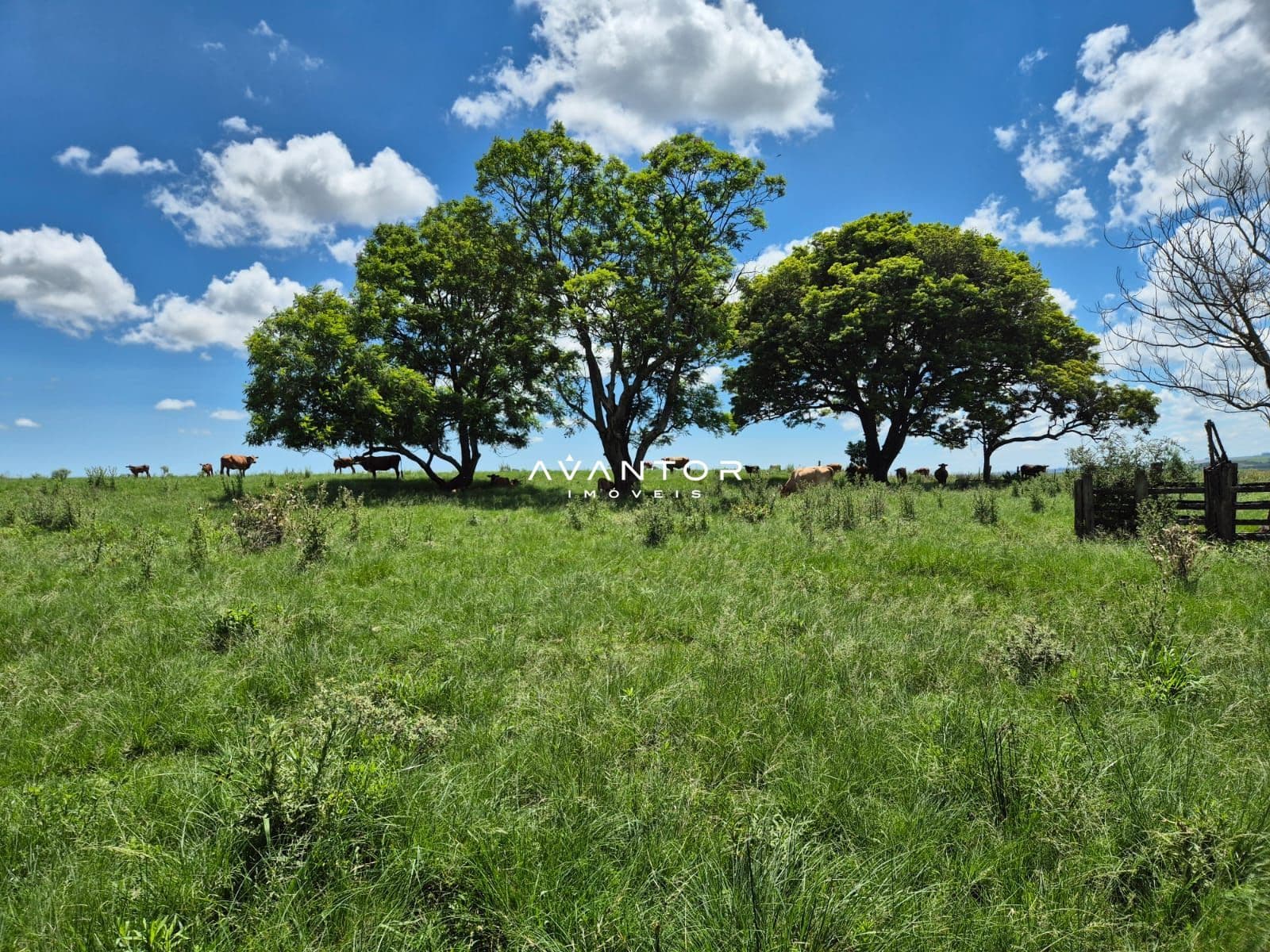Campo à venda em Balneário Caverá, Alegrete/RS — foto 9 de 10
