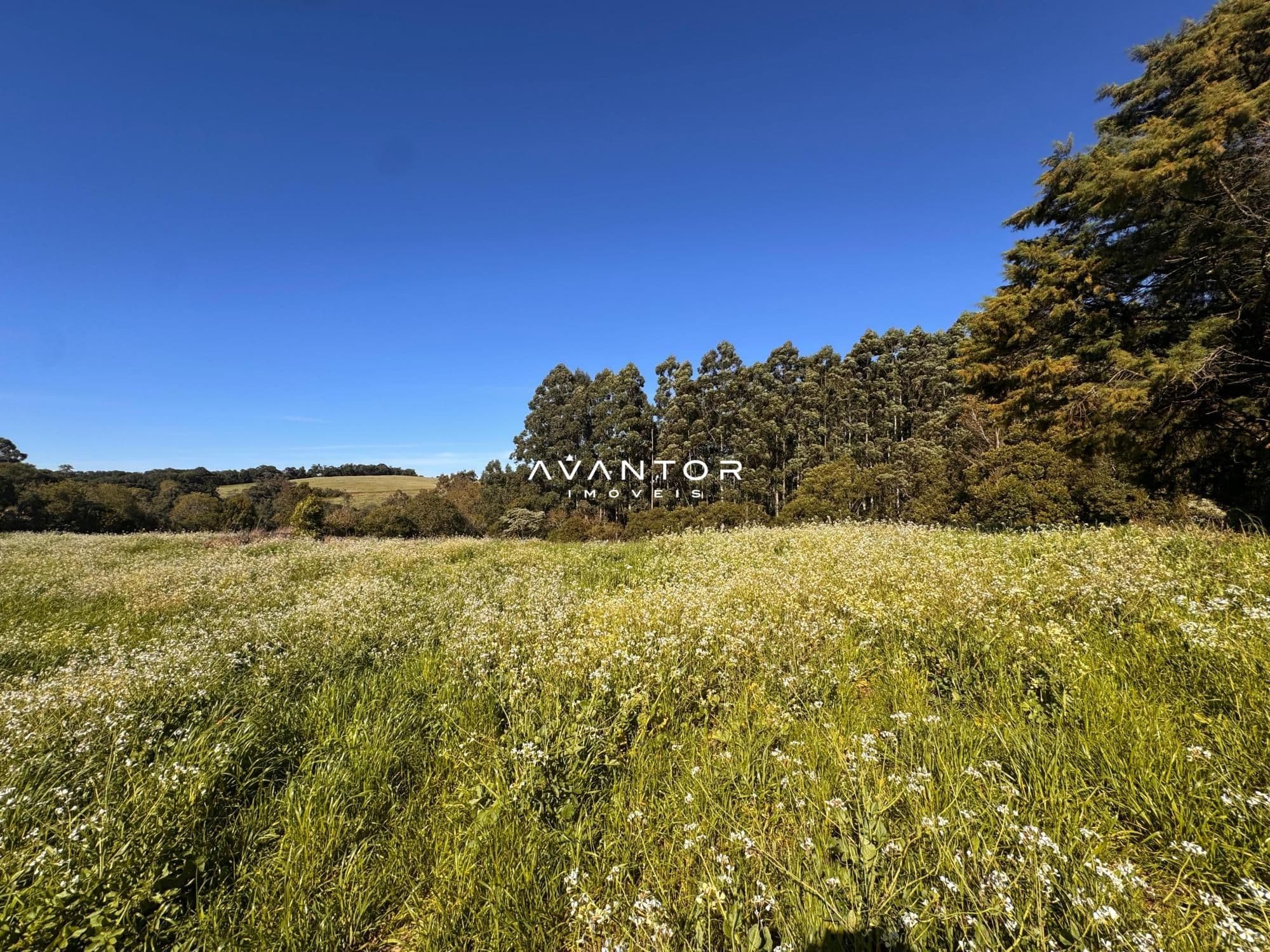 Campo à venda em Silveira Martins, Silveira Martins/RS — foto 6 de 6