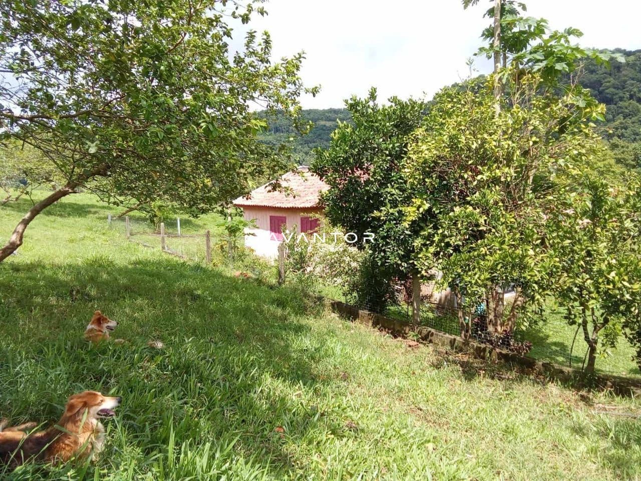 Campo à venda em Braço Forte, Tenente Portela/RS — foto 2 de 9
