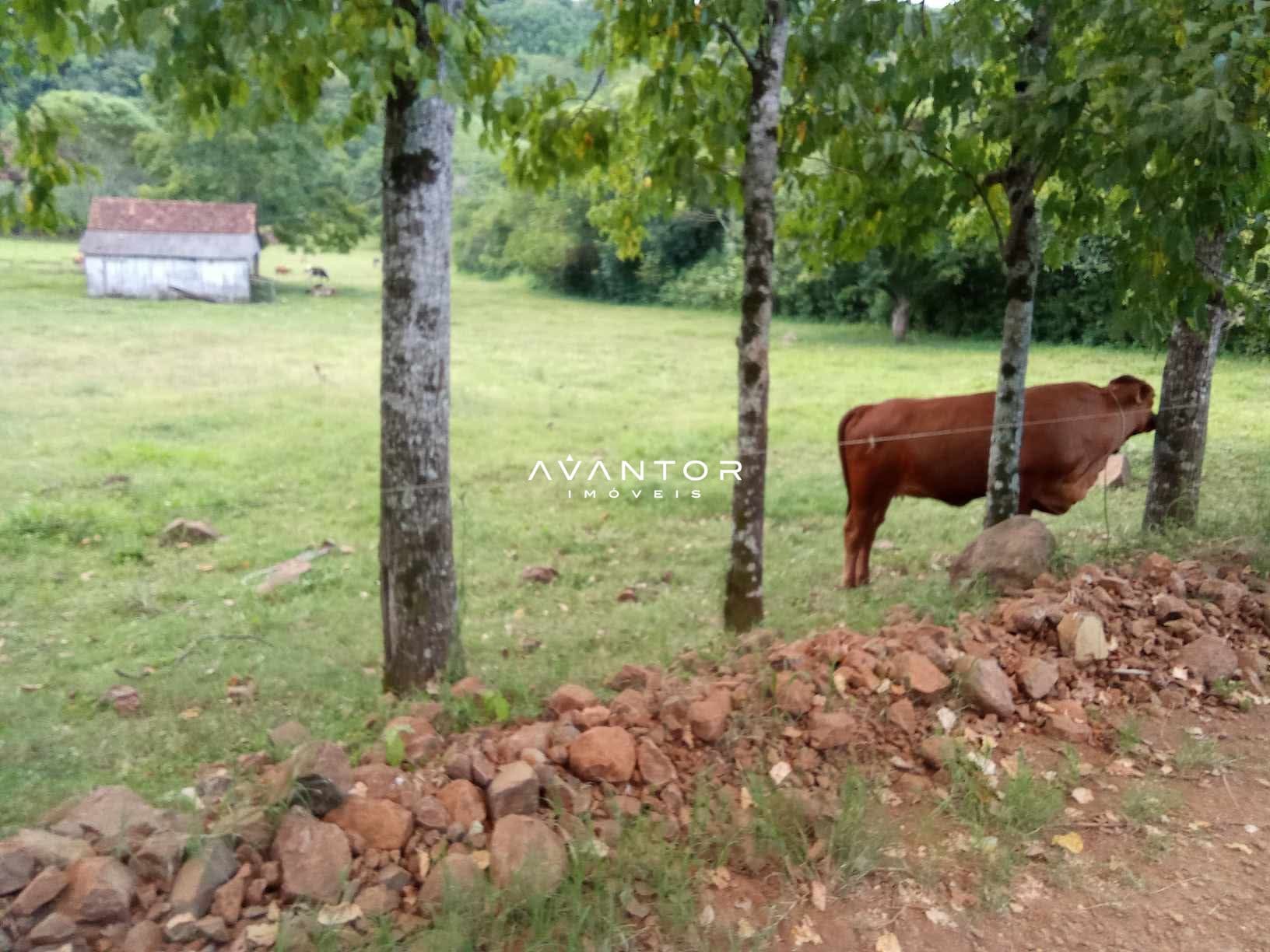 Campo à venda em Braço Forte, Tenente Portela/RS — foto 5 de 9