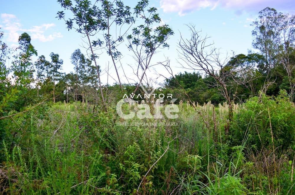 Terreno com vegetação nativa e árvores — Terreno à venda em Diácono João Luiz Pozzobon, Santa Maria/RS
