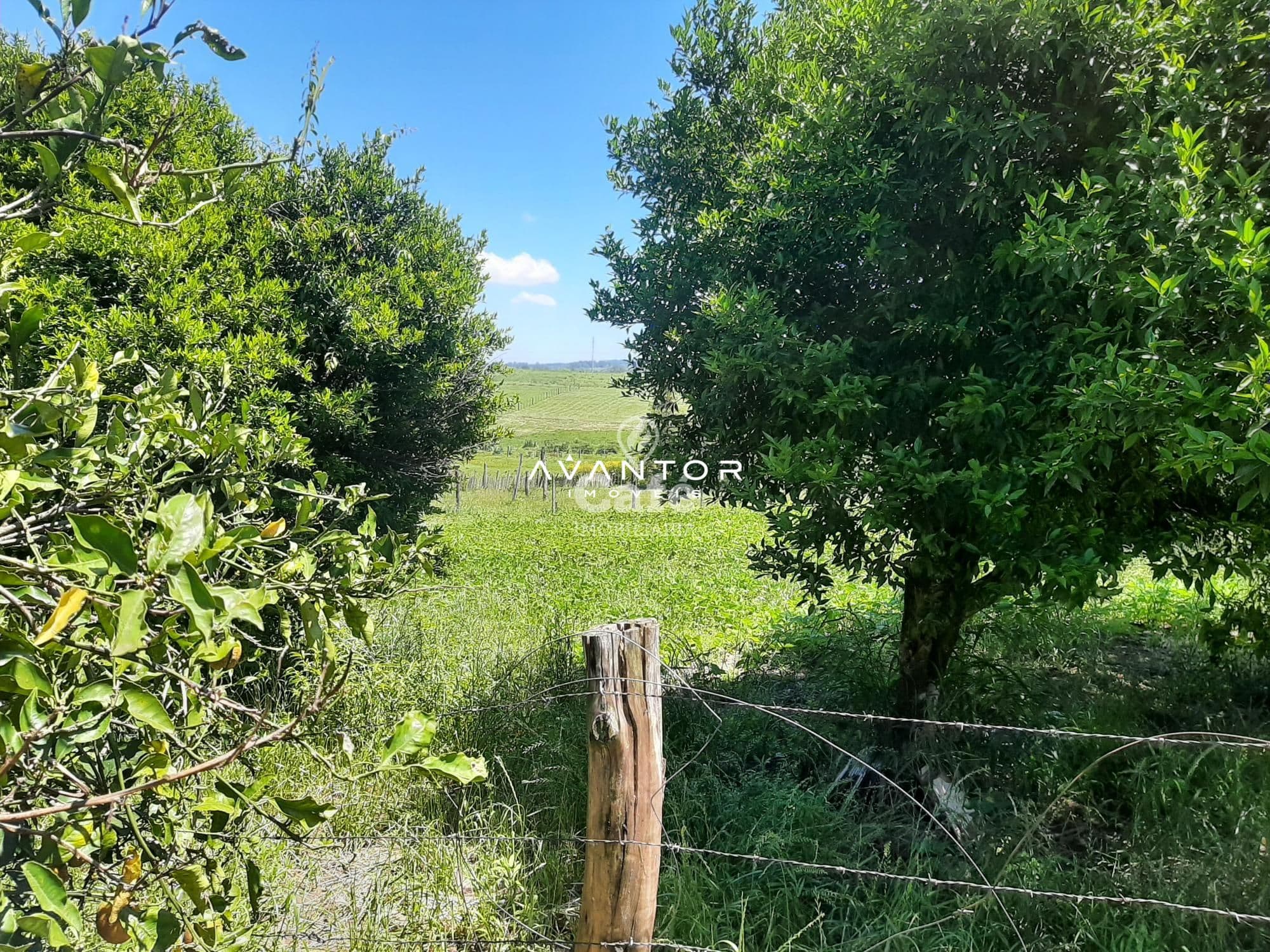 Casa com 3 quartos à venda em Pinheiro Machado, Santa Maria/RS — foto 4 de 5