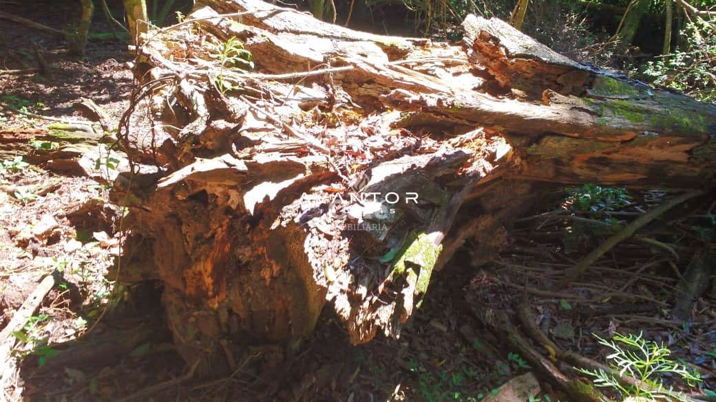 Campo à venda em Zona rural, Vila Nova do Sul/RS — foto 8 de 8