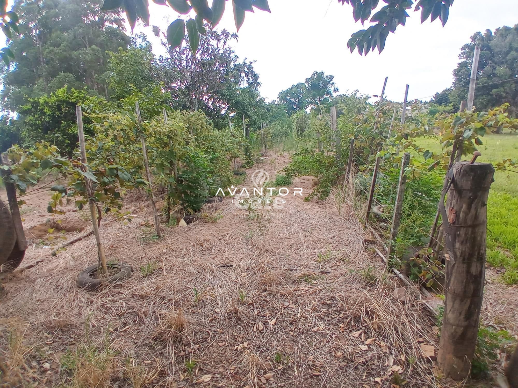Chácara com 2 quartos à venda em Boca do Monte, Santa Maria/RS — foto 5 de 13