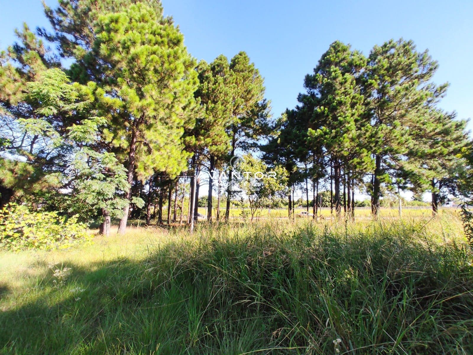 Terreno à venda em Pé de Plátano, Santa Maria/RS — foto 10 de 34