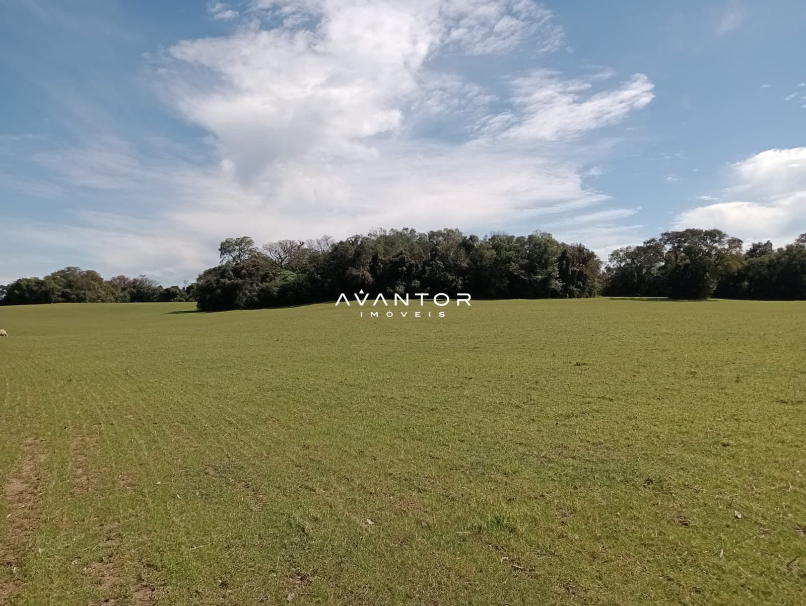 Campo à venda em Zona rural, São Martinho da Serra/RS — foto 5 de 7