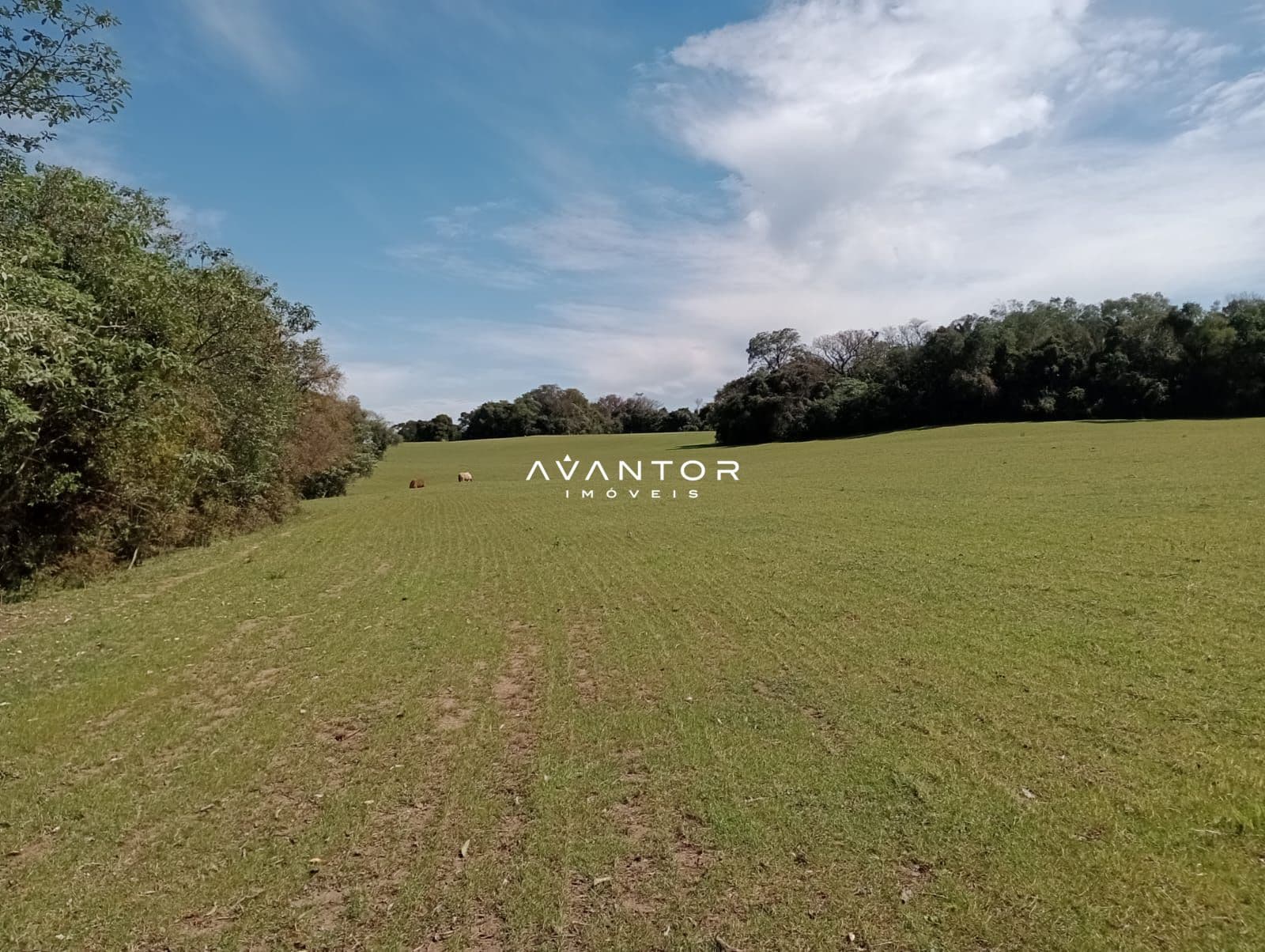 Campo à venda em Zona rural, São Martinho da Serra/RS — foto 7 de 7